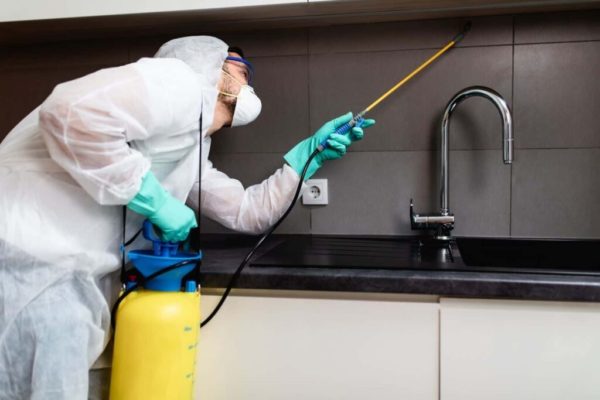 The Role of Professional Pest Inspections in Sydney: Preventing Infestations Before They Begin